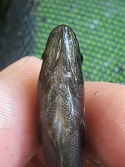 Aphredoderus sayanus