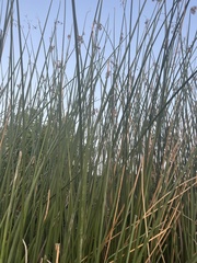 Schoenoplectus californicus