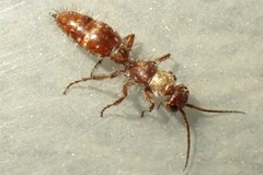 Typhoctes peculiaris