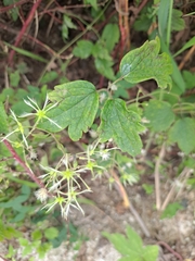 Clematis apiifolia
