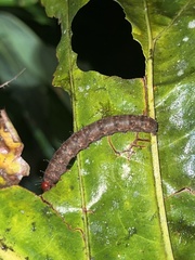 Zygaenoidea