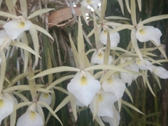 Brassavola