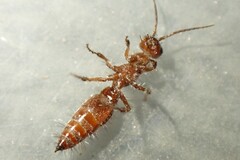 Typhoctes peculiaris