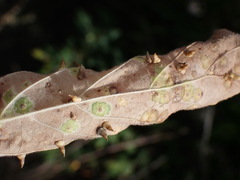 Celticecis spiniformis