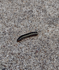 Spodoptera eridania