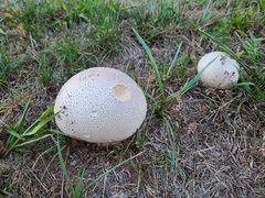 Lycoperdon utriforme