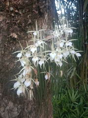 Brassavola