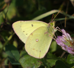 Colias philodice eriphyle