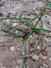 Spodoptera eridania