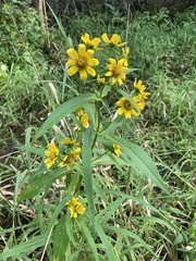 Bidens cernua