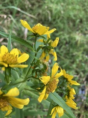 Bidens cernua