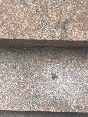 Lycorma delicatula