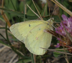Colias philodice eriphyle