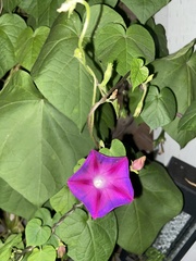 Ipomoea