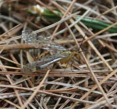 Panorpa submaculosa