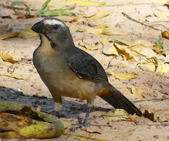 Saltator coerulescens