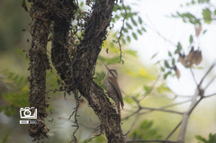 Lepidocolaptes angustirostris