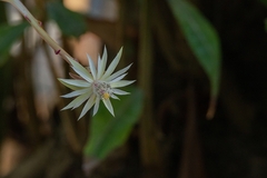 Epiphyllum phyllanthus