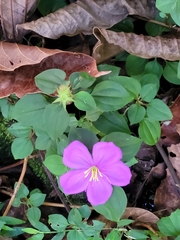Heterotis rotundifolia