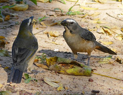 Saltator coerulescens