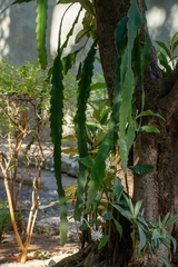 Epiphyllum phyllanthus