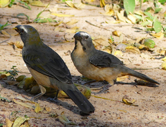 Saltator coerulescens