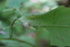 Neolasioptera impatientifolia