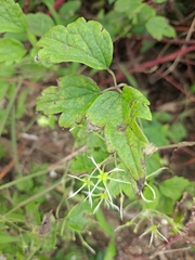 Clematis apiifolia