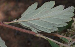 Holodiscus discolor