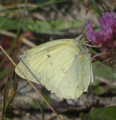 Colias philodice eriphyle