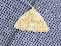 Zanclognatha jacchusalis