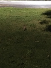 Sylvilagus floridanus