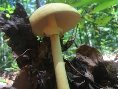 Amanita jacksonii