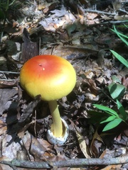 Amanita jacksonii
