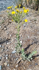Heterotheca grandiflora