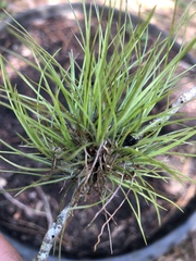 Tillandsia setacea
