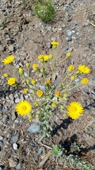 Heterotheca grandiflora