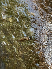 Psephenidae