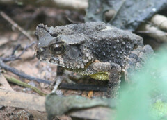Sclerophrys togoensis