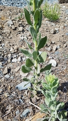 Heterotheca grandiflora