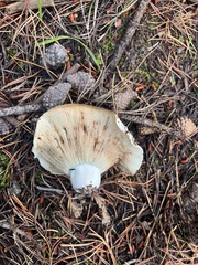 Russula brevipes acrior