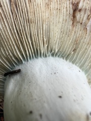 Russula brevipes acrior