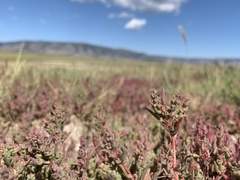 Suaeda calceoliformis