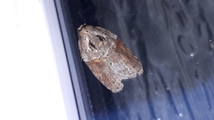 Acleris celiana