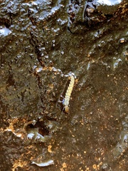 Annulipalpia