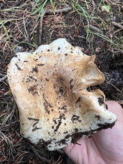 Russula brevipes acrior