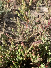 Salicornia rubra
