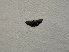 Pilocrocis ramentalis