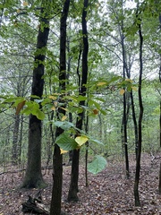 Litylenchus crenatae