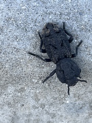 Phloeodes diabolicus